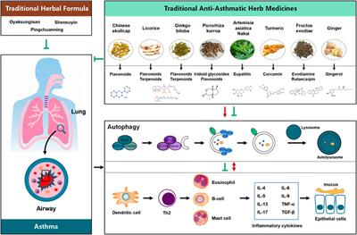 Autophagy Modulators From Chinese Herbal Medicines: Mechanisms and Therapeutic Potentials for Asthma